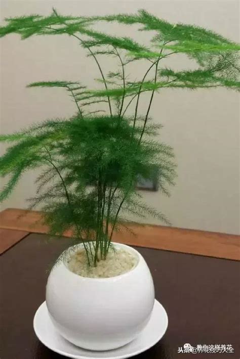 文竹好處